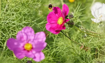 Bee landing on Garden Cosmos.jpg